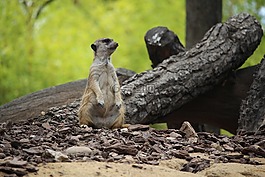 貓鼬,動物園,動物