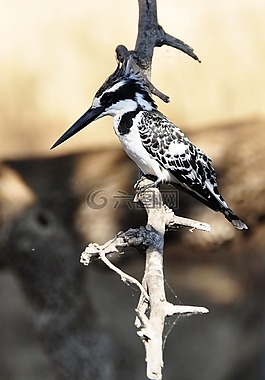翠鳥(niǎo),鳥(niǎo),水禽