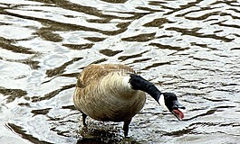 加拿大鵝,憤怒,野生鳥類