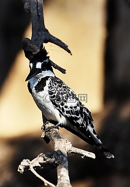 翠鳥(niǎo),鳥(niǎo),性質(zhì)