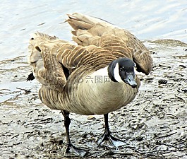 鵝,加拿大,野生鳥類