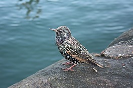 歐椋鳥,鳥,河