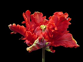 花,鹦鹉郁金香,红色