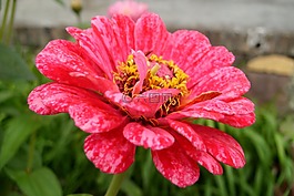 花,紅色,植物
