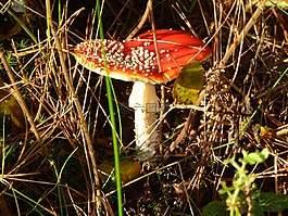 蘑菇,飛木耳,秋季