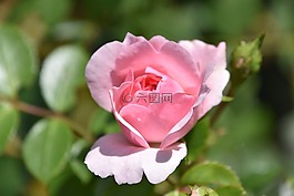花,植物,性質(zhì)