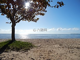 海灘,樹,景觀