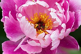 牡丹,花,性質(zhì)