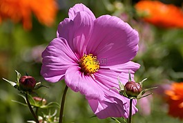 cosmea,开花,花
