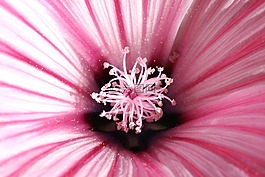 花萼,開花,花