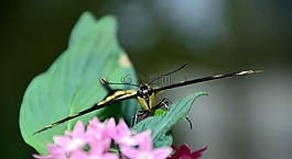 配合,鳳蝶 machaon,蝴蝶