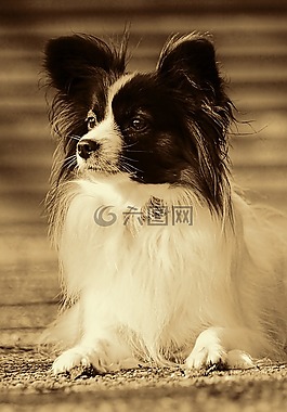 狗,寵物,動物肖像