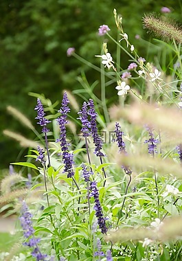熏衣草,花園,性質(zhì)