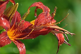 花的,花,百合