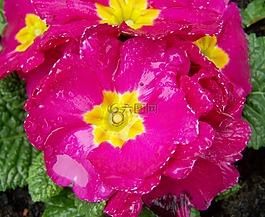 報春花,粉紅色的報春花,春天的花朵