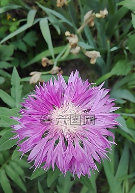 鮮花,性質(zhì),植物