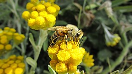 蜜蜂,昆蟲,自然
