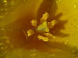 花,郁金香,黃色