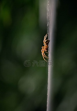 蜘蛛,昆蟲,夜晚
