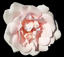 開花,粉紅色,夏花