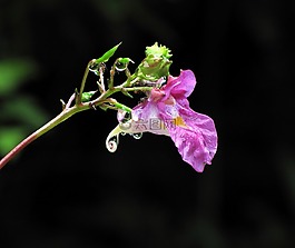 水管線,鮮花,大自然
