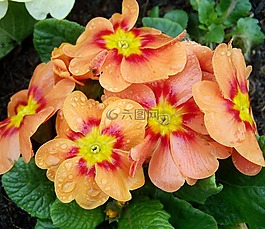 報(bào)春花,月見草,春天的花朵