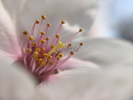 花,櫻花,開花