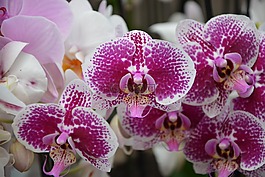 鮮花,蘭花,開花