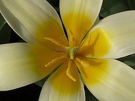 花,郁金香,黃色