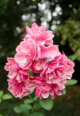 玫瑰,粉紅色,花園