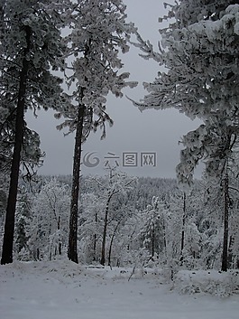 雪,樹(shù),冬天