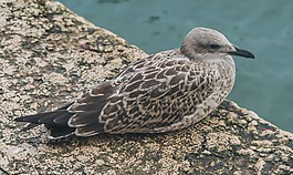 鳥,關(guān)閉了,自然