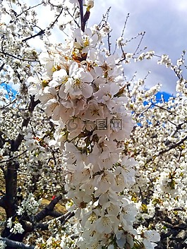 杏仁樹,花,白色的花