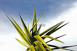 棕櫚,jukka,天空