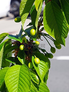 橄榄,开花,叶