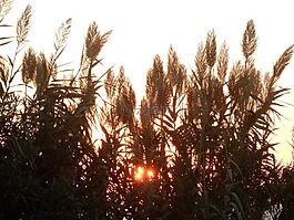 日落,傍晚的天空,性質(zhì)