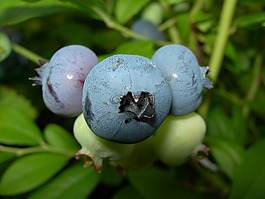 藍莓,夏天,大自然