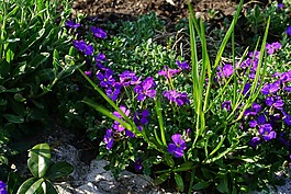 藍(lán)色的枕頭,花,開花