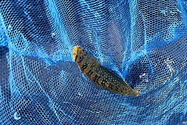 魚,釣魚,兒童