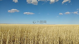 玉米,天空,景觀