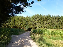 路,路徑,玫瑰