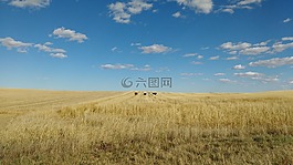 玉米,天空,土地