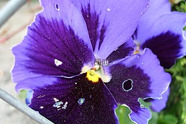 潘茜,花,紫