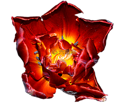 郁金香,紅色黃色,開花