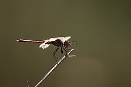 蜻蜓,飛,動(dòng)物