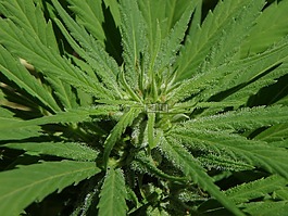 大麻,花,芽