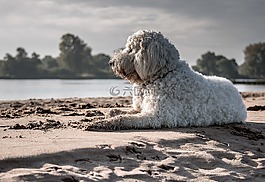 狗,goldendoodle,享受陽光