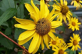 黃色,花,性質(zhì)