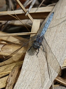 蜻蜓,蓝蜻蜓,orthetrum cancellatum