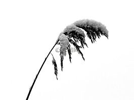 蘆葦,雪,冷